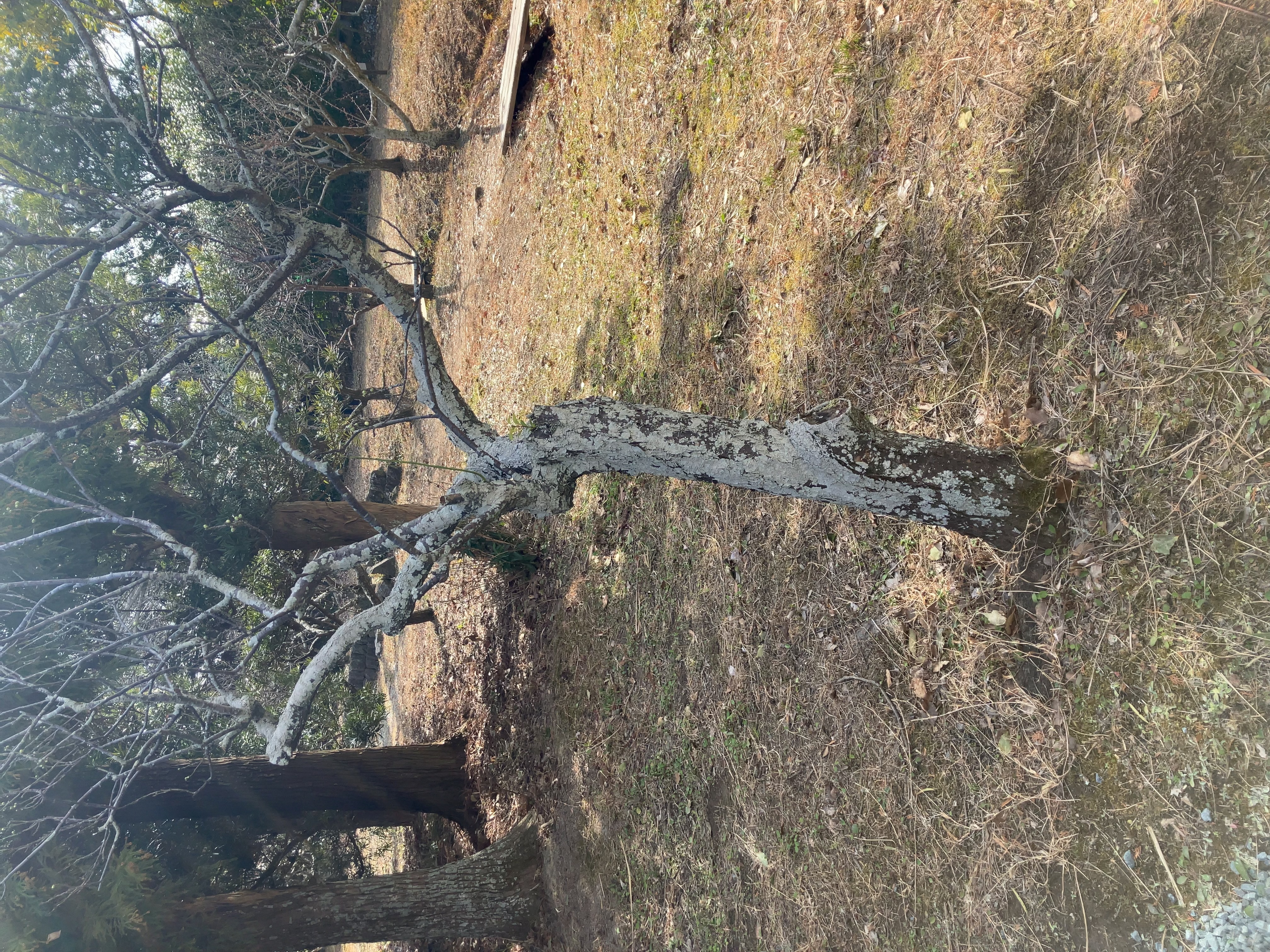 黒岳代官屋敷資料館前の写真